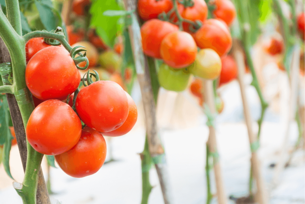 Como plantar tomate na garrafa pet