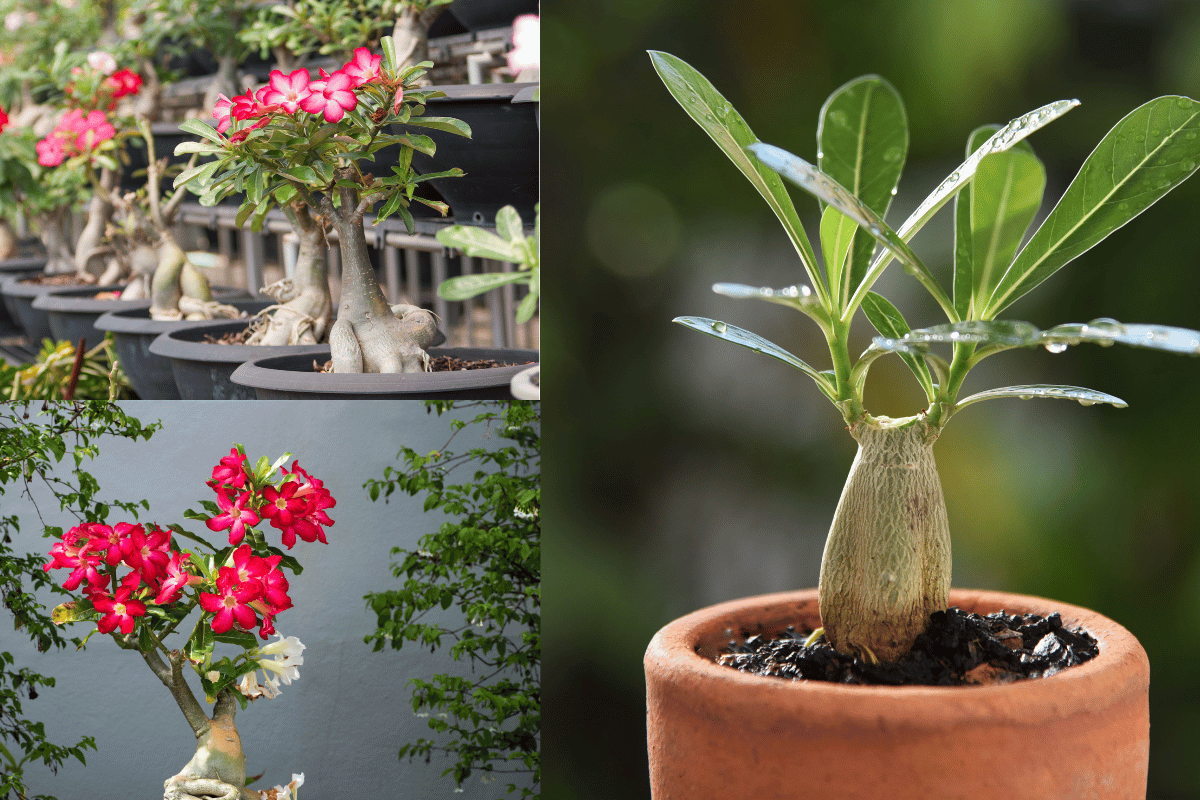 Leia mais sobre o artigo Como regar muda de rosa do deserto: dicas e cuidados para deixar sua planta mais saudável