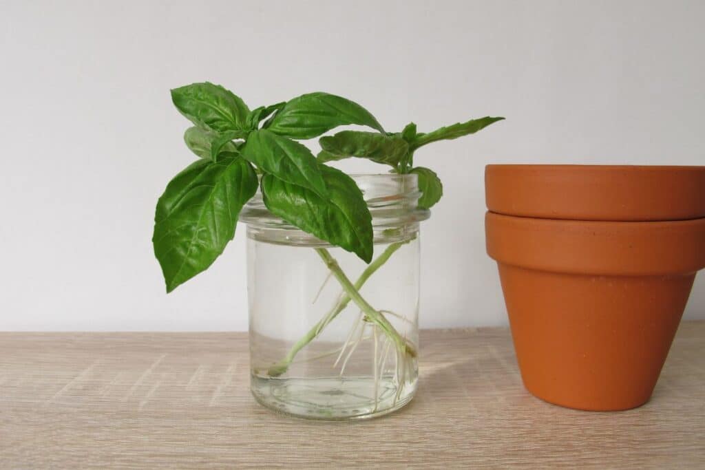 Leia mais sobre o artigo Como plantar manjericão na água: um guia prático e fácil