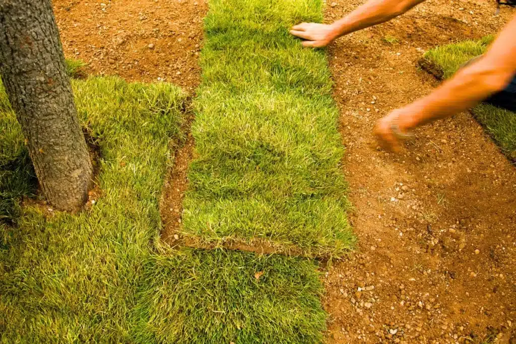 como preparar terra para plantar grama e deixar seu jardim mais belo