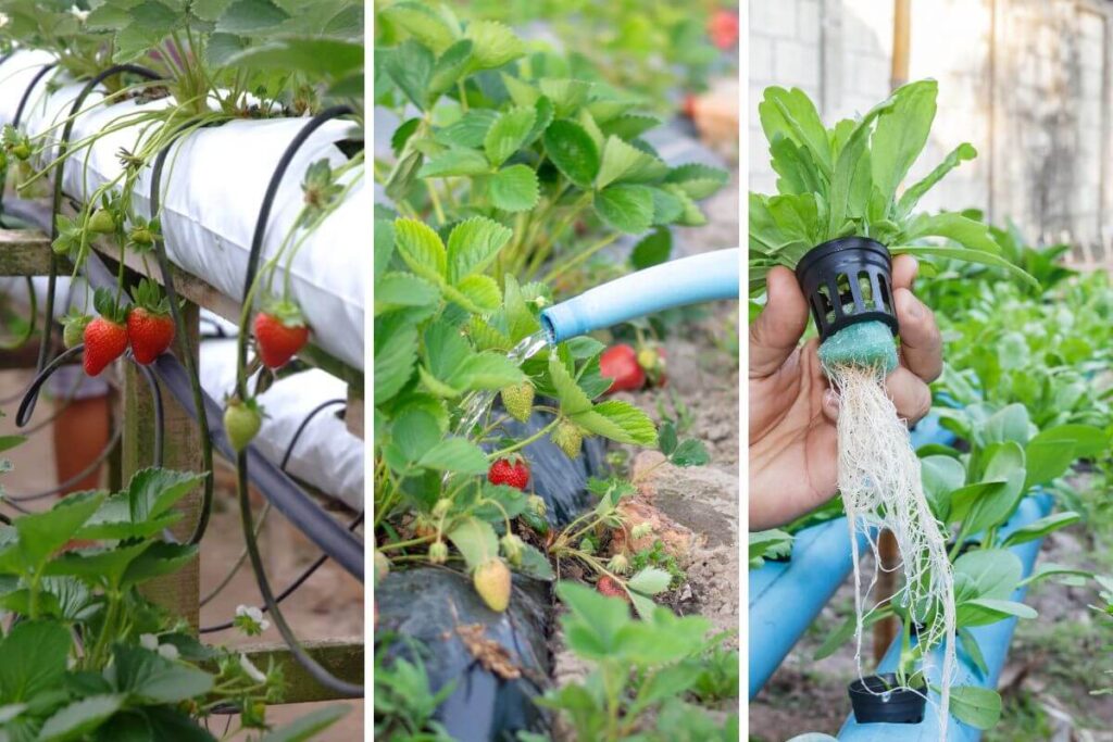 Leia mais sobre o artigo Como plantar morango na água: um guia completo de dicas de cultivo