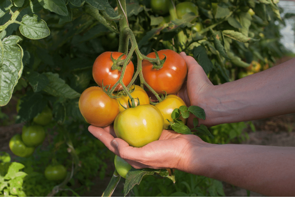 Leia mais sobre o artigo Como plantar tomate grande em 7 passos simples e fazer deliciosas receitas de saladas