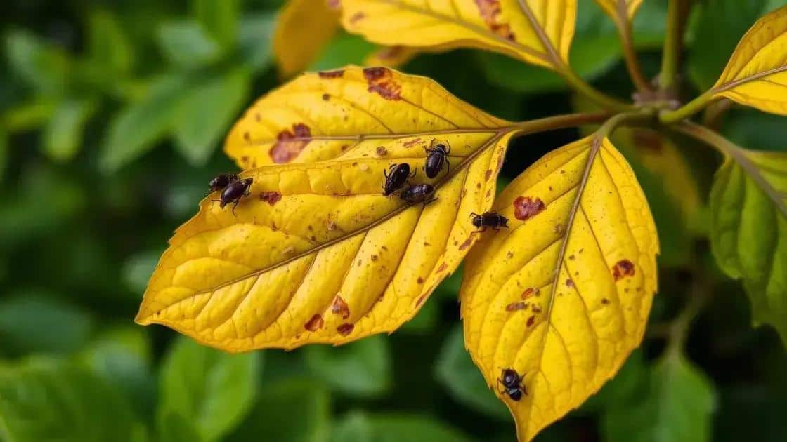 Como identificar se a planta está doente Como identificar se a planta está doente