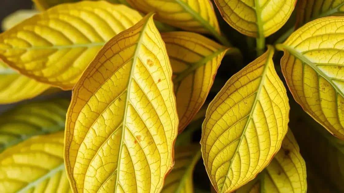 Leia mais sobre o artigo Decodificador de Folhas Amarelas: O Guia Visual para Identificar Exatamente o que sua Planta Precisa