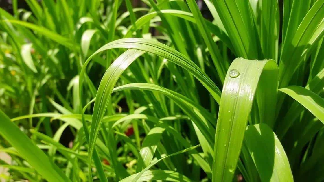 O que é a erva-cidreira e suas propriedades O que é a erva-cidreira e suas propriedades