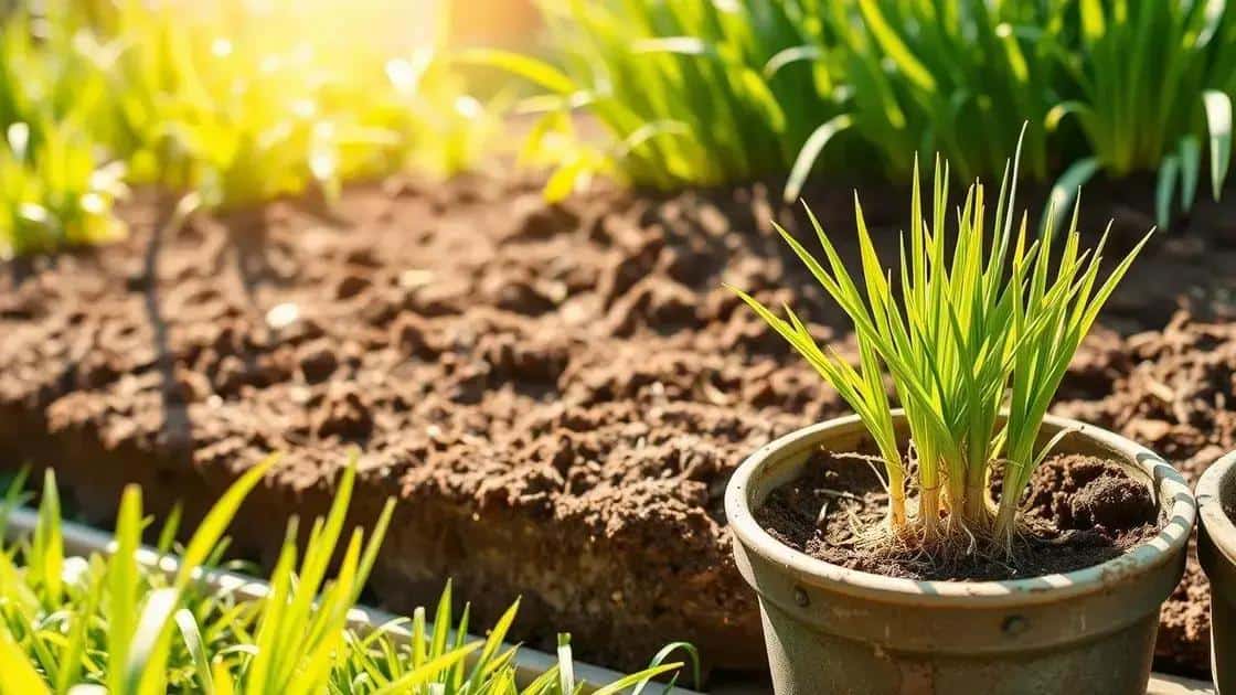 Como plantar erva-cidreira em casa Como plantar erva-cidreira em casa