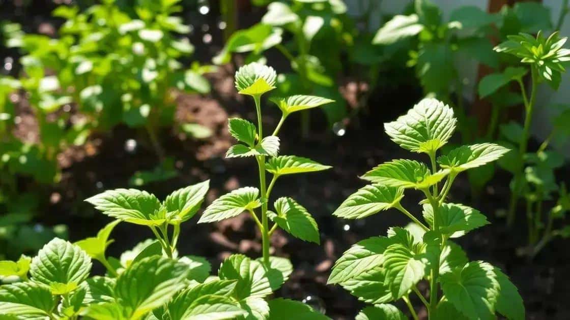 cuidados básicos para manter suas plantas saudáveis cuidados básicos para manter suas plantas saudáveis
