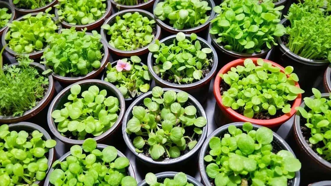 O que são microverdes e seus benefícios O que são microverdes e seus benefícios