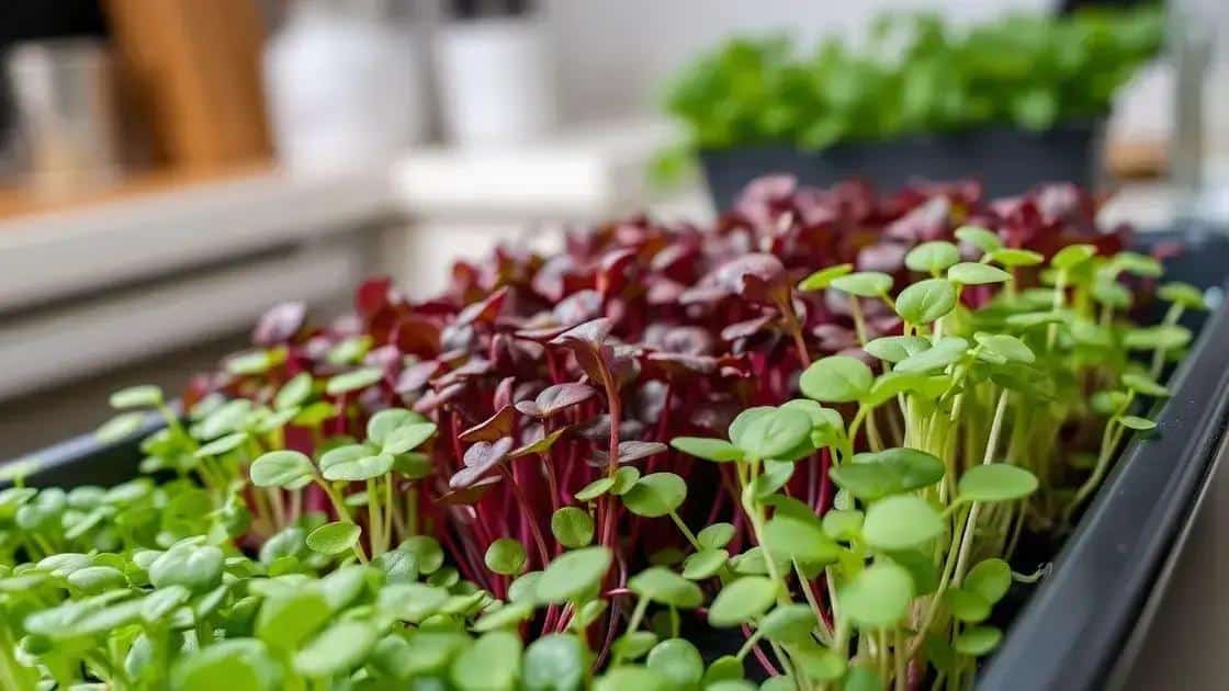 O que são microgreens e por que cultivar O que são microgreens e por que cultivar