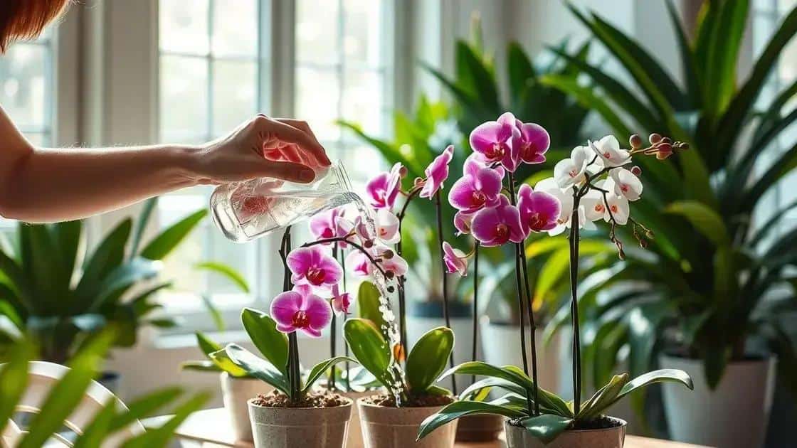 como regar orquídeas corretamente como regar orquídeas corretamente