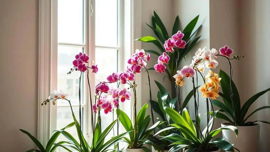 luz ideal: sol pleno ou sombra? luz ideal: sol pleno ou sombra?