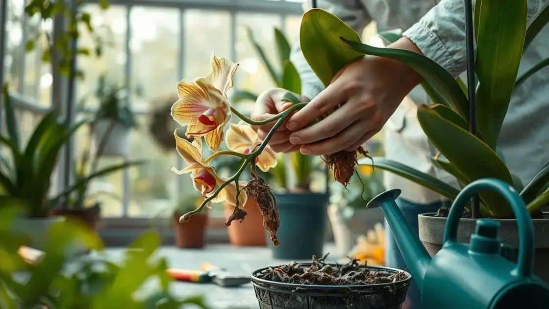 dicas práticas para salvar orquídeas doentes dicas práticas para salvar orquídeas doentes