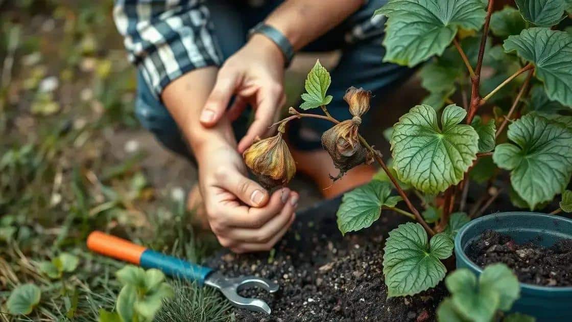 Leia mais sobre o artigo Socorro verde: salve suas plantas debilitadas