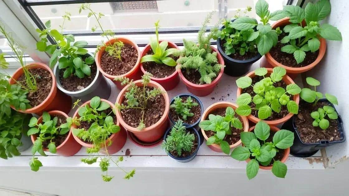 dicas de cultivo em vasos pequenos dicas de cultivo em vasos pequenos